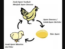 Metamorfosis Ayam Lengkap Dengan Gambar Dan Prosesnya