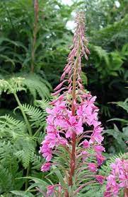 Edible Wild Plants Of The Pacific Northwest Edible Wild Plants Edible Plants Wild Edibles