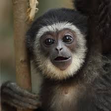 Adopt a Gibbon