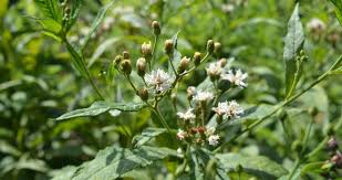 Image result for Vernonia natalensis