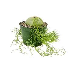 Image result for Volusia amboinensis