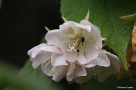Image result for Dombeya burgessiae