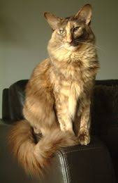 Chocolate Tortie Cats And Kittens Cat Breeds Cat Colors