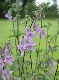 Image result for Ceratotheca triloba