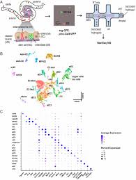 All mice were maintained in a specific. A Cell Atlas Of The Adult Drosophila Midgut Pnas