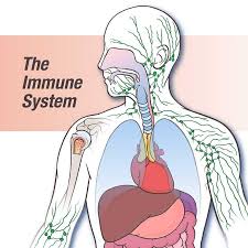 211 free images of immune system. The Immune System