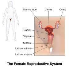 In humans, the female reproductive system is immature at birth and develops to maturity at puberty to be able to produce gametes, and to carry a foetus to full term. Female Reproductive System Wikipedia