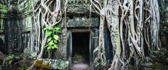 Image result for Terrarium Cling Background