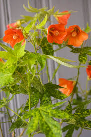 Image result for Abutilon rehmannii