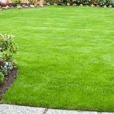 Growing Solution Mat Grass Seed Mat For Lawn Zulbest In 2021 Grass Seed Mat Grass Seed Grass