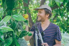 Most fruit trees are rated for chill hours, citrus trees like lemon being an exception. Summer Fruit Tree Care 101 Food Forward