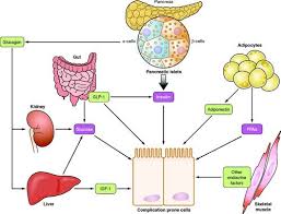 Definition of diabetes (metabolic disorder). Mechanisms Of Diabetic Complications Physiological Reviews
