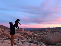 In joshua tree, murtle the turtle is the old man of laguna to many families that come here, he is a land mark and people love him. Dog Friendly Hikes In Joshua Tree National Park The Modern Female Hiker