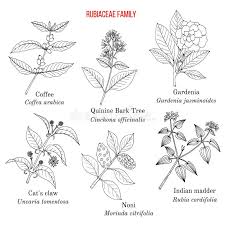 Image result for Rubiaceae