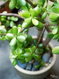 Pin On Gorgeous Garden Plants
