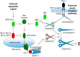 Explora los álbumes más famosos de passed away para encontrar nueva música y descubrir artistas. Neuronal Cell Death Abstract Europe Pmc