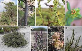 Image result for Suaeda monoica