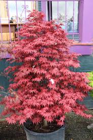 Acer Palmatum Rhode Island Red Japanese Maple Tree Acer Palmatum Japanese Maple