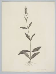 Image result for Buchnera