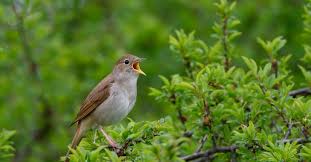For the second album he teamed up with his brother. Nightingale Bird Facts Az Animals