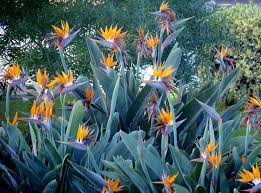 Strelitzia Reginae Bird Of Paradise Plant Varieties Giardini Naxos Me Strelitzia Reginae Plants Perennial Plants Birds Of Paradise Flower