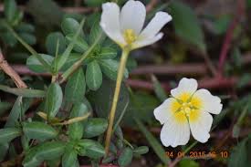 Image result for Ludwigia adscendens