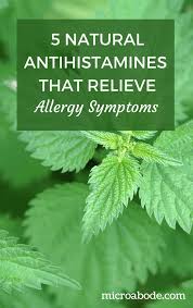5 Natural Antihistamines That Relieve Allergy Symptoms Microabode Natural Antihistamine Allergy Symptoms Seasonal Allergy Symptoms