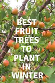 Fruit trees are a great addition to any backyard garden. Best Fruit Trees To Plant In Winter Fruit Garden Fruit Garden Ideas For Small Places Fruit Garden Ideas B Fruit Trees Backyard Fruit Trees Trees To Plant