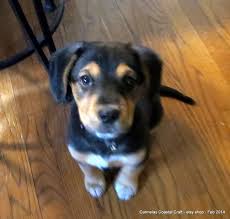 Pennsylvania craigslist classifieds use the craigslist scranton link for the local search classifeds, tag sales and much more! Craigslist Nj Pets Jersey Shore 2021 At Pets Www Joeposnanski Com