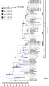 Image result for Tapinanthus constrictiflorus