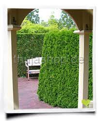 Allerdings darf man bei einer herbstpflanzung den nahen winter nicht außer acht lassen. Wann Pflanzt Man Eine Thuja Hecke
