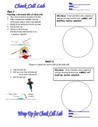 Maybe you would like to learn more about one of these? Plant Animal Cell Lab Cheek And Onion Cells By Jason Demers Tpt