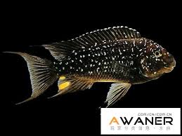 Bound by destiny, the two of them embark on an adventure to repay their debts. æ…ˆé¯›ç§' çç é¾çŽ‹é¯› é¦™æ¸¯æ°´æ—ç¶²