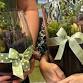Succulent & Sip - Firstival Event