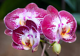 Son retour signifiait l'abondance de la nature. Offrir Une Orchidee En Fleurs Cadeau Pour Une Femme Passionnee D Orchidees Phalaenopsis
