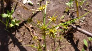 Image result for Cyperus amabilis