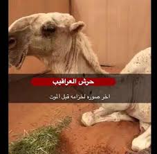 Who knows it just might catch on. One Of The Most Beautiful And Expensive Camels In The Gulf Passes Away Al Arabiya English