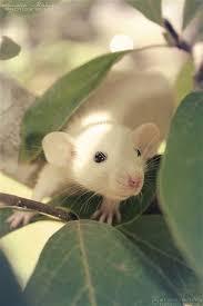 Black And White Mouse Image Pin On Black And White Photography Ideas