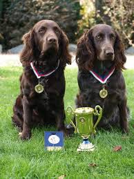 Image result for německý křepelák postava