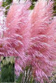 Pink Pampas Grass Cortaderia Selloana You Can Enjoy Fresh Green Foliage Topped By Long Thick Dusty Pink Pampas Grass Pampas Grass Seed Cortaderia Selloana