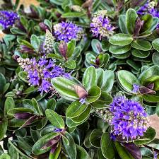 Image result for Hebe 'Andersonii'