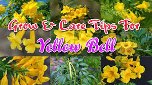 Yellow flowers (winter, scented), dark green foliage: Yellow Bell Flower Plant Tecoma Stans Care How To Care For Yellow Bells How To Get More Flowers Youtube