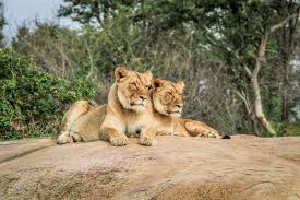 Meu nome é thamires kruger, tenho 22 anos e acho. Best Places To See Lions In The Kruger Kathorus Mail