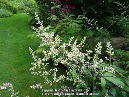 And when in bloom, the small white flowers have 4 petals. Plant Id Forum Tall Perennial With Small White Flowers Garden Org