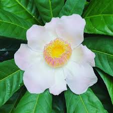 Image result for Manniella gustavi