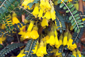 Image result for Sophora