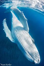 Diving Photography Giant Humpback Whale By Noam Kortler Diving Giant Humpback Kortler Noam Pho Ocean Creatures Ocean Animals Humpback Whale