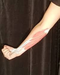 I figure that at this rate, i'm probably a minimum of two months out from being able to safely climb at the level i was at again. These Hands To Heal On Twitter Superficial Wrist Flexors And Forearm Pronator Included In This Photo Forearm Muscle Bellies Musculotendonis Junctions And Flexor Tendons Of The Fcr Pl Fcu And Pronator Teres