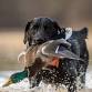 Ducks Unlimited: Stone County Dinner - Wiggins