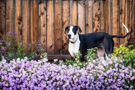 Shedding ebbs and flows and seems to increase a bit each spring. 13 Great Dane Health Problems And How To Treat Them